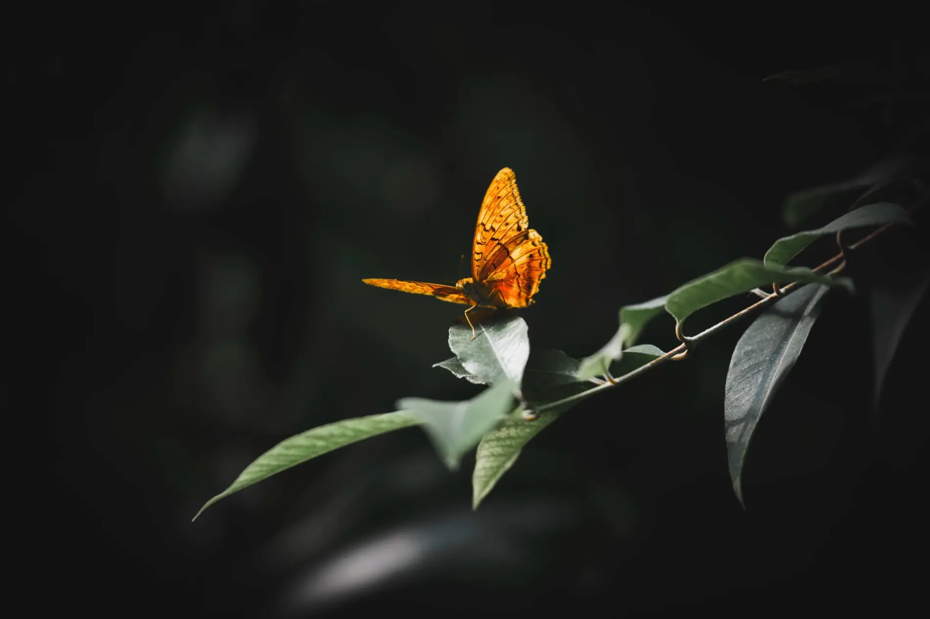 Papillon se posant délicatement, symbole des bons rêves et de la transformation pour un enfant.